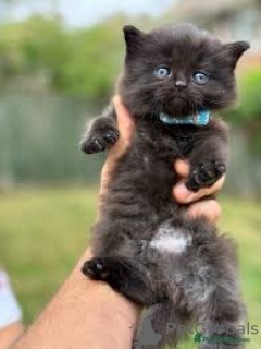 Photo №1. munchkin - à vendre en ville de Bruxelles | 500€ | Annonce № 161624