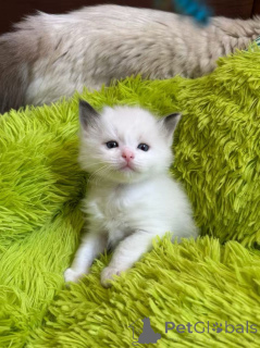 Photo №3. Chatons de ragdoll pur. USA