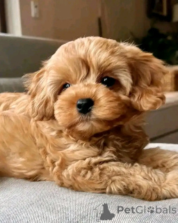 Photo №2 de l'annonce № 137141 de la vente caniche royale - acheter à Allemagne éleveur