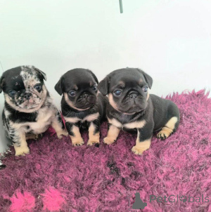 Photo №2 de l'annonce № 163075 de la vente carlin - acheter à Pologne éleveur