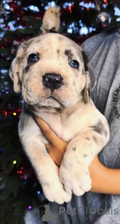 Photo №1. american mastiff - à vendre en ville de Förby | négocié | Annonce №161249