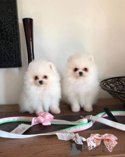 Photo №1. spitz nain - à vendre en ville de Wuppertal | négocié | Annonce №174707