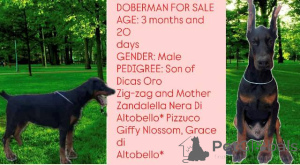 Photo №4. Je vais vendre dobermann en ville de Obrénovac.  - prix - négocié