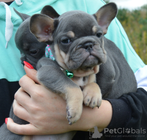 Photo №1. bouledogue - à vendre en ville de Saint-Pétersbourg | 739€ | Annonce №115984