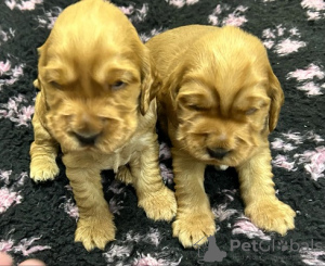 Photos supplémentaires: Chiots Cocker Anglais