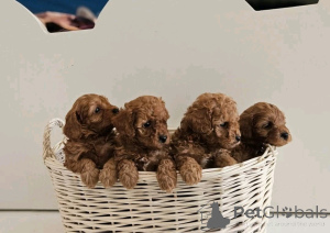 Photo №3. Chiots de Labradoodle disponibles pour adoption. USA