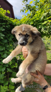 Photo №1. chien bâtard - à vendre en ville de Москва | Gratuit | Annonce №72141