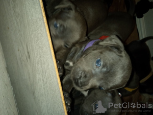 Photo №4. Je vais vendre staffordshire bull terrier en ville de Белтинци.  - prix - 360€