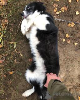 Photo №3. Un petit gardien intrépide en devenir.. La finlande