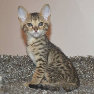 Photo №3. Chatons Savannah disponibles à la vente.. Belgique
