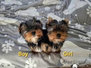 Photo №1.  - à vendre en ville de Brighton | 531€ | Annonce №143852