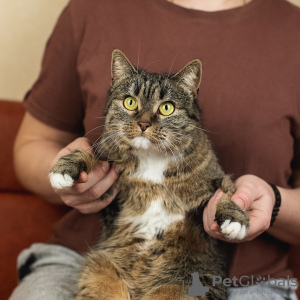 Photo №2 de l'annonce № 133476 de la vente  - acheter à Fédération de Russie annonce privée