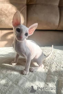 Photo №3. Chatons Cornish Rex enregistrés par TICA disponibles. Islande
