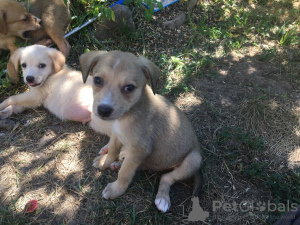 Photo №2 de l'annonce № 7517 de la vente chien bâtard - acheter à Fédération de Russie annonce privée