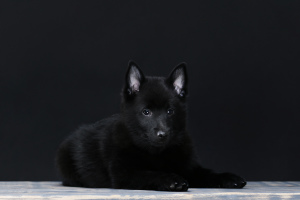 Photo №3. Schipperke Boys. Ukraine