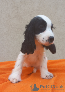 Photos supplémentaires: Chiots Cocker Anglais