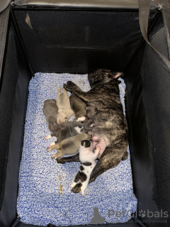 Photo №3. Französische Bulldogge Welpen KC Registriert. Allemagne