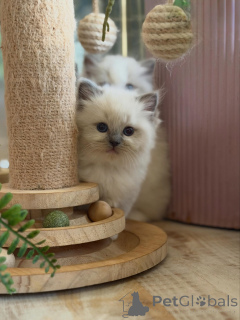 Photo №3. Chatons Ragdoll de race pure et moelleux à la recherche de familles aimantes. Allemagne