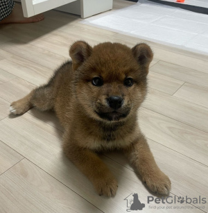 Photo №1. shiba - à vendre en ville de Prague | négocié | Annonce №111758