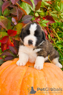 Photos supplémentaires: Chiots Saint-Bernard