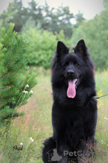 Photos supplémentaires: chiots berger allemand