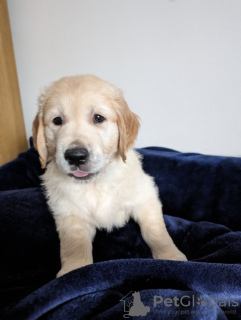 Photo №2 de l'annonce № 104122 de la vente golden retriever - acheter à Allemagne annonce privée