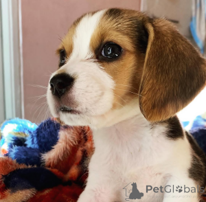 Photo №4. Je vais vendre  en ville de Toronto.  - prix - 581€