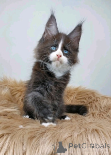 Photo №3. Animal de compagnie. USA