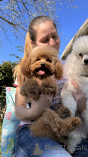 Photos supplémentaires: Il y a 2 garçons blancs, âgés de 5 mois, et une tasse de thé caniche charbon