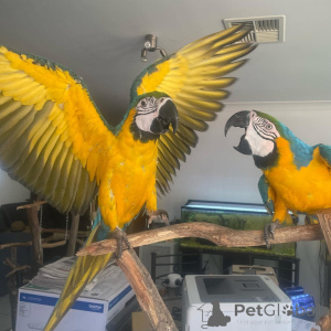 Photo №1.  - à vendre en ville de Stepantsminda | Gratuit | Annonce №162682