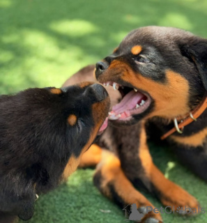Photo №3. Gesunde Rottweiler-Welpen zu verkaufen... WhatsApp 44 7453 907158. Allemagne
