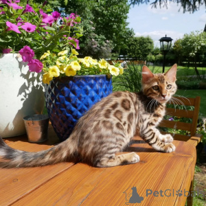 Photo №2 de l'annonce № 150364 de la vente bengal - acheter à Allemagne éleveur