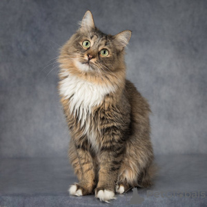 Photos supplémentaires: Le charmant chat Moineau est à la recherche d'un foyer.