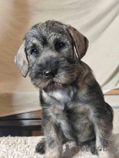 Photo №4. Je vais vendre schnauzer moyen en ville de Stara Pazova.  - prix - négocié