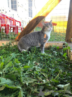 Photo №3. Le jeune chat Masya cherche un foyer.. Fédération de Russie