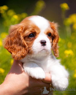 Photo №2 de l'annonce № 80864 de la vente cavalier king charles spaniel - acheter à Allemagne annonce privée