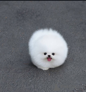 Photo №1.  - à vendre en ville de Varsovie | Gratuit | Annonce №164059