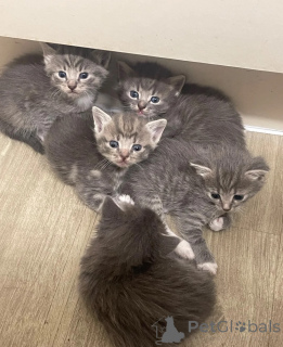 Photo №1. american shorthair - à vendre en ville de Birkenwerder | 350€ | Annonce № 173907