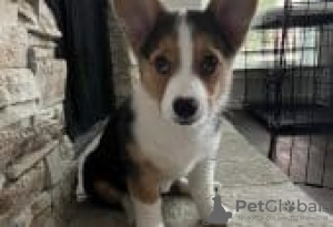 Photo №1. welsh corgi - à vendre en ville de Berlin | Gratuit | Annonce №126265