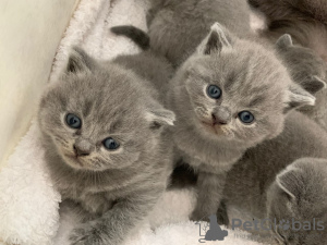 Photo №4. Je vais vendre scottish fold en ville de Cologne. annonce privée - prix - 300€