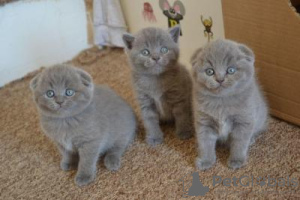 Photo №1. scottish fold - à vendre en ville de Milan | négocié | Annonce № 95727