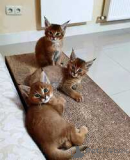 Photo №1. caracal - à vendre en ville de Nuuk | négocié | Annonce № 169484