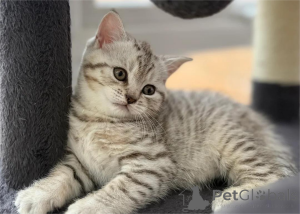 Photo №1. british shorthair - à vendre en ville de Ibbenbüren | 350€ | Annonce № 153770