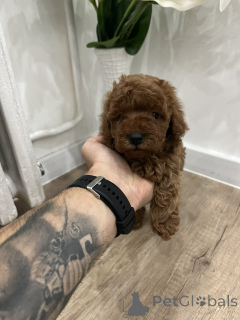 Photo №3. Caniche toy de qualité supérieure. Serbie