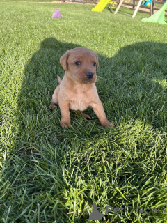 Photo №4. Je vais vendre labrador retriever en ville de Manchester. éleveur - prix - négocié