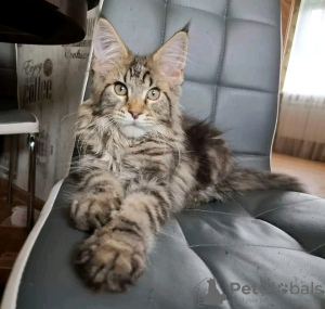 Photo №3. De mignons et adorables chatons Maine coon en bonne santé sont maintenant. USA