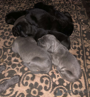 Photo №2 de l'annonce № 67576 de la vente cane corso - acheter à L'Autriche annonce privée