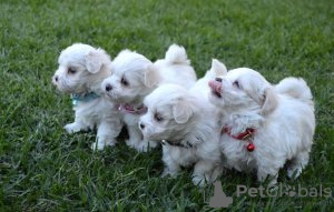 Photo №1. bichon maltais - à vendre en ville de Kreivilä | Gratuit | Annonce №124064