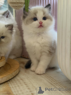 Photo №2 de l'annonce № 170004 de la vente ragdoll - acheter à Allemagne éleveur