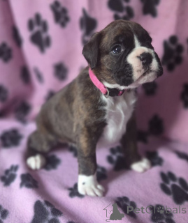 Photo №1. boxer - à vendre en ville de Øsløs | négocié | Annonce №169986